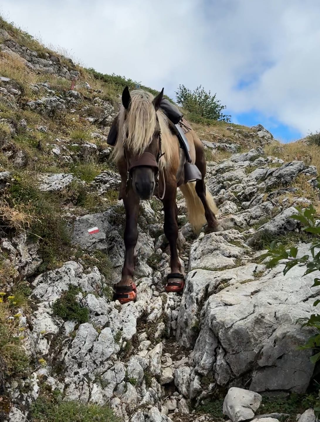 Customer photo review of Renegade® Viper Shield™ Hoof Boots - Arizona Copper