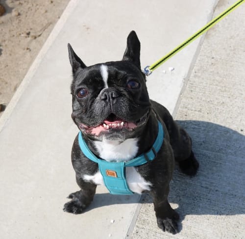 Customer photo review of 本物そっくり♪ペットクッション