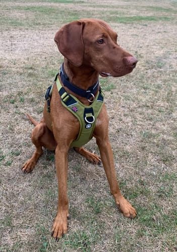 Paul R. review of Anti Pull Hurricane Harness - With Handle - Olive Green image 1 out of 1