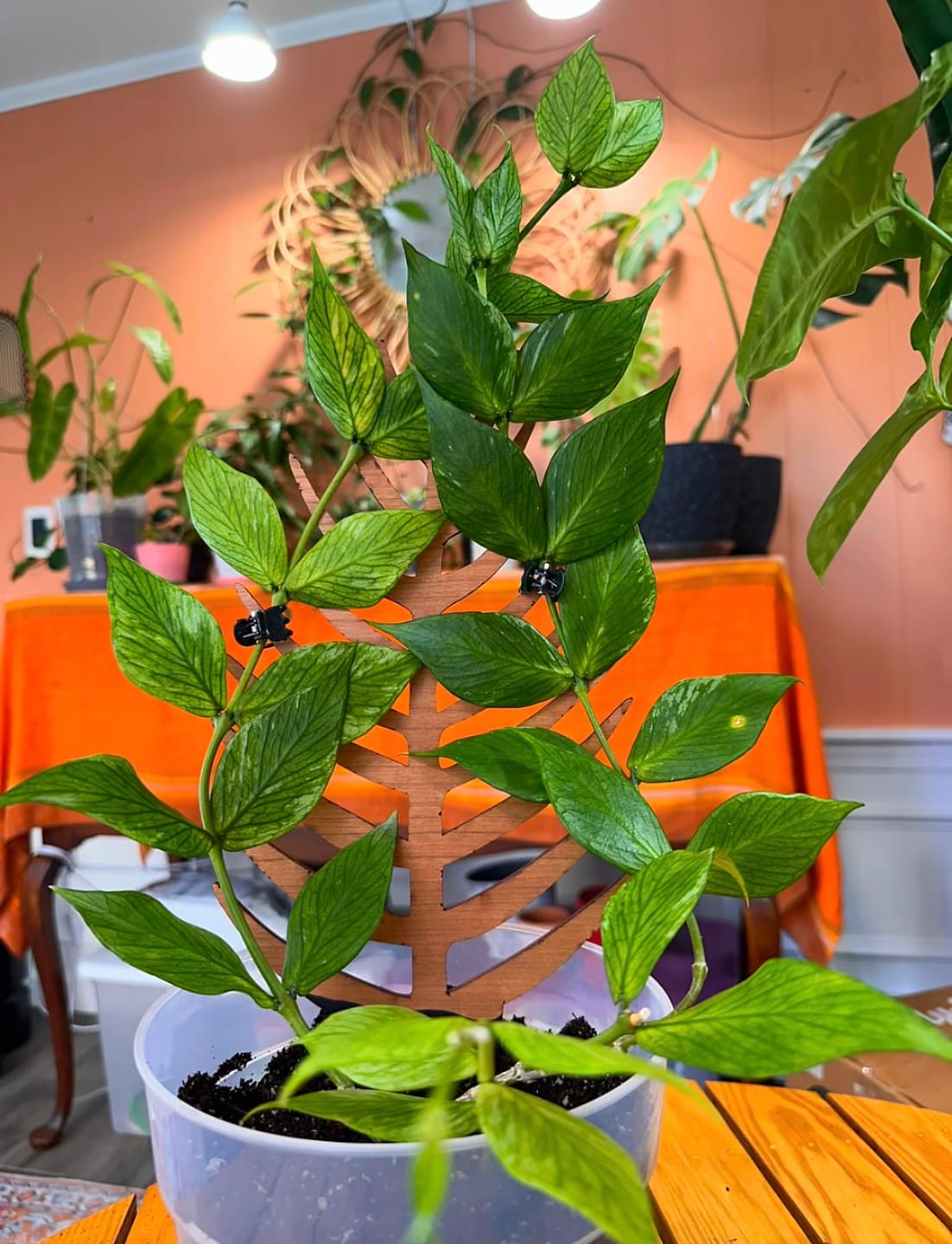 Customer photo review of Palmella - Plant trellis inspired by the Palm Leaf