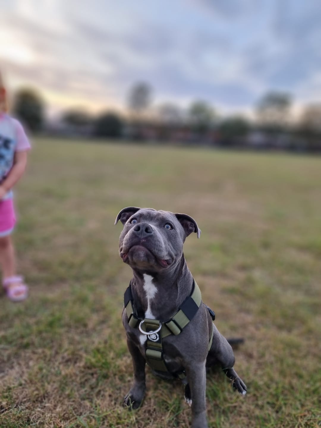 Customer photo review of Training Anti Pull TRI-Harness® | M-XL Breeds - Khaki