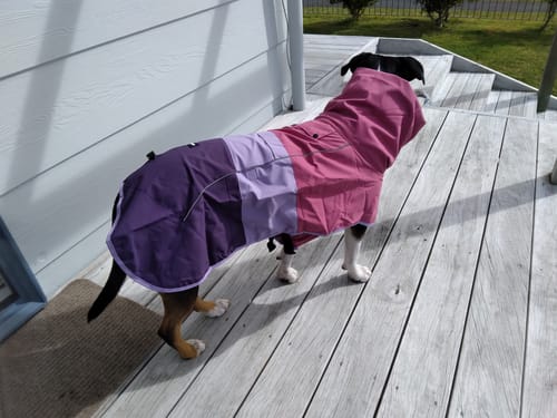 Customer photo review of Breatheshield™ Dog Raincoat - Pink Lilac Purple