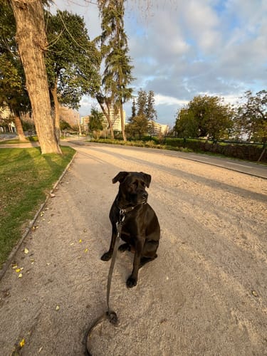 Customer photo review of Correa Multienganche para Perros  | PVC | 3 mts | Black