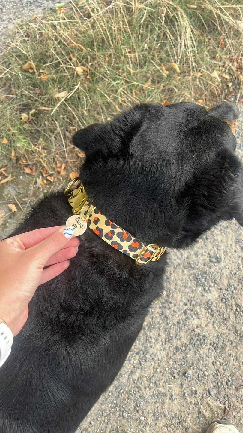 Customer photo review of Obroża "Leo" - złote okucia