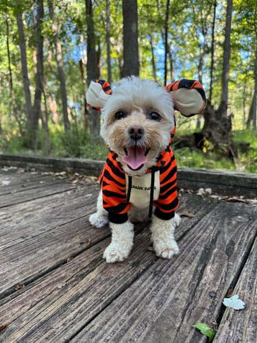 Customer photo review of Halloween Dog Hoodie - Tiger