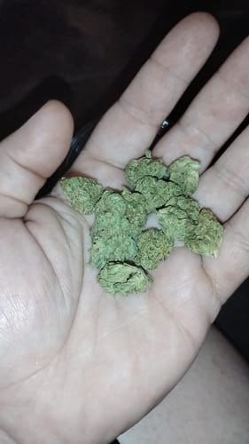 Customer photo review of Oreoz - 28 Grams - Minis (Hybrid)