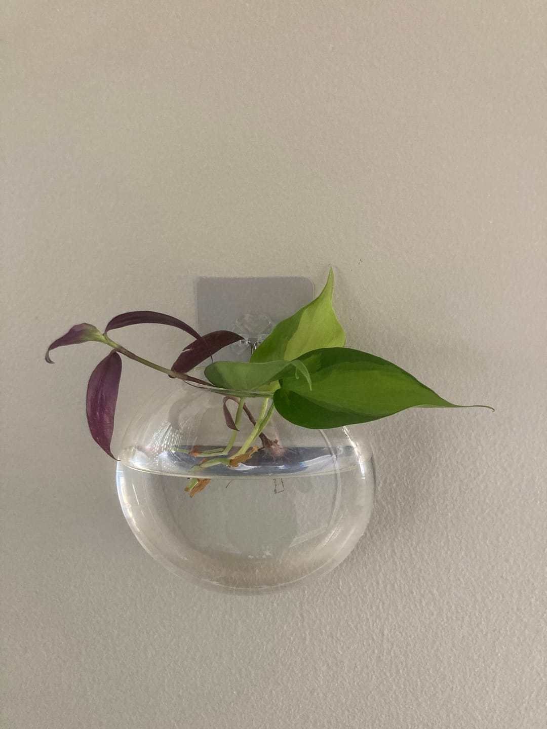 Customer photo review of Rare Brasil philodendron Cuttings & Nursery Pots - Easy Care Houseplant Brasil Extremely Rare Low Light indoor vining plant office plant