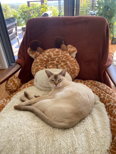 Customer photo review of 3 Month Supply - 1 Cat