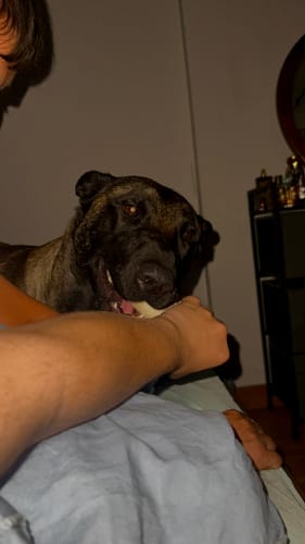 Customer photo review of Grain Free Adult Salmon