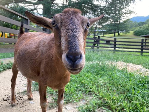 Customer photo review of 本物そっくり♪ペットクッション