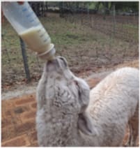 Customer photo review of Nutritional Milk For Animals (450g Pouch)