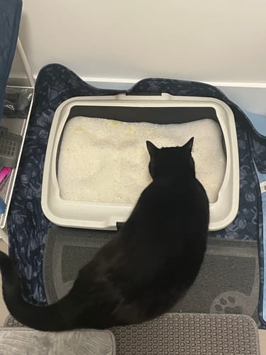 Customer photo review of Fit Litter PLUS - 3 month supply - 2 cat