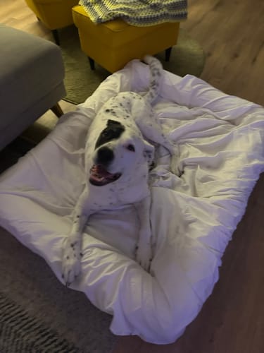 Customer photo review of Orthopaedic Dog Bed – Waterproof & Washable