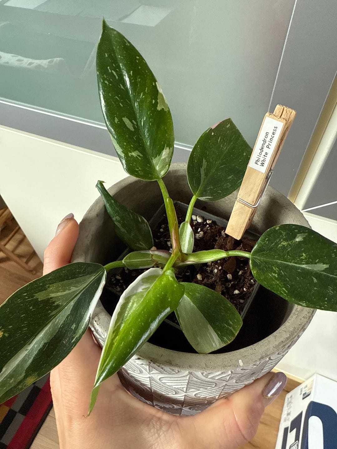 Customer photo review of SUBSTRAT - MISCHUNG ZIMMERPFLANZEN