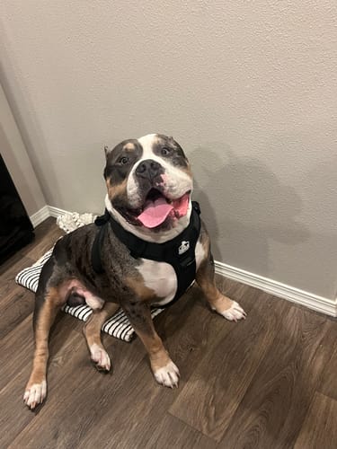 Customer photo review of No Pull Bully Proof Harness