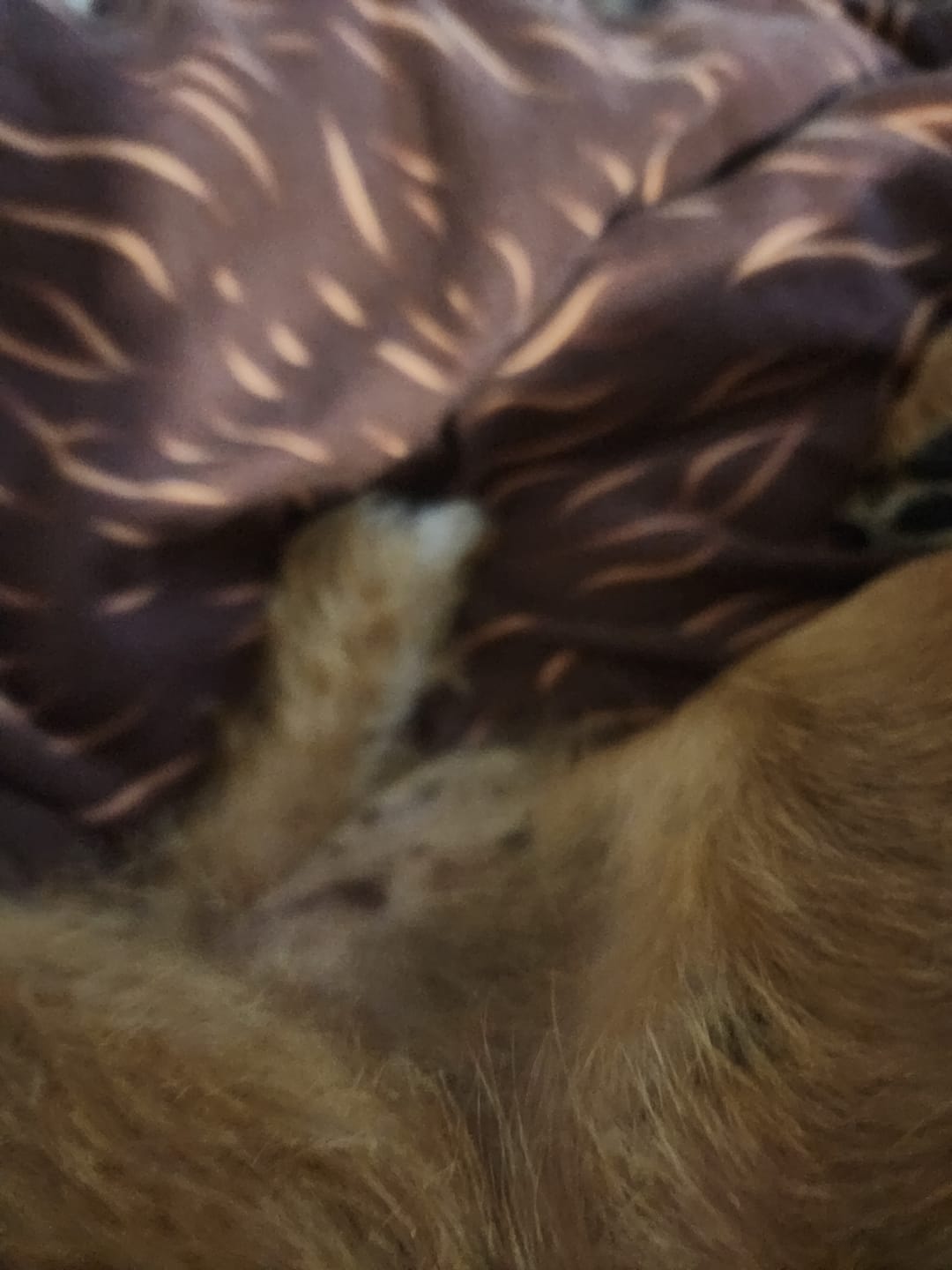 Customer photo review of Dog Duo Pack