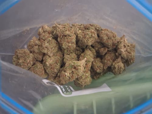 Customer photo review of Rock Candy – Budget THCA (Full Size)