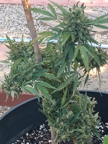 Customer photo review of Live Resin Badder - 28 Grams