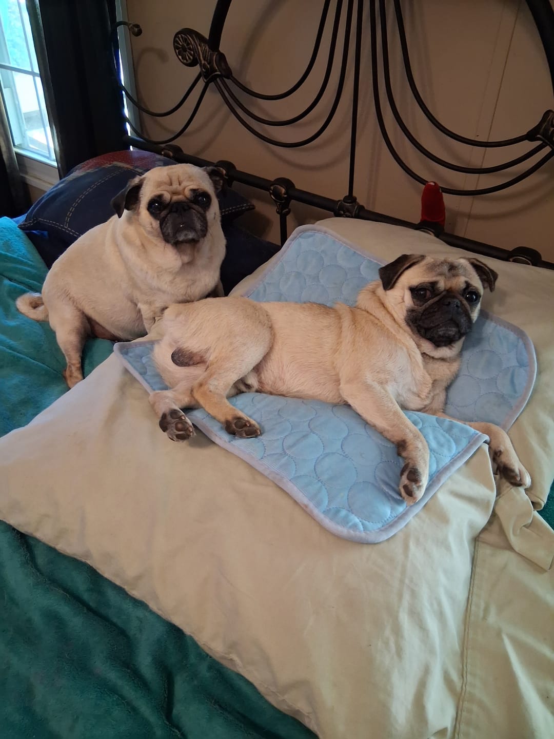 Customer photo review of Pets Cooling Mat