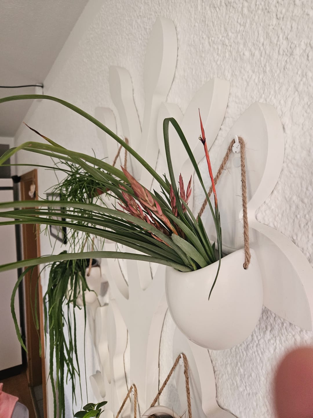 Customer photo review of Tillandsia flabellata 'L'