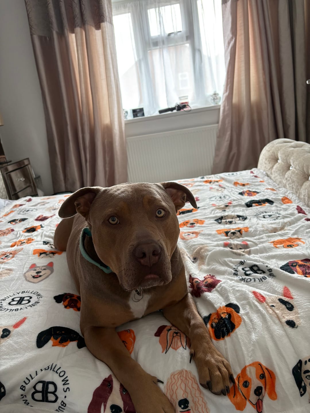 Customer photo review of Luxury Dog & Human Blanket