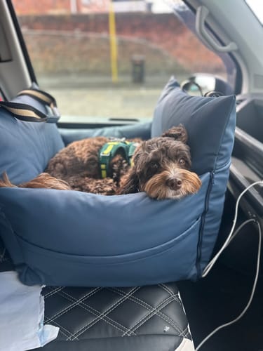 Customer photo review of Wagging Rights - Dog Dock