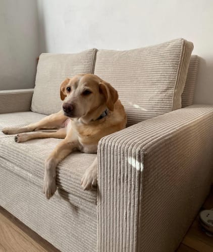 Customer photo review of Sofa NEO BP sztruks