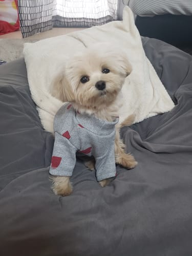 Customer photo review of FunFunPet 高機能ハーネス（お名前タグ作成サービス付き）