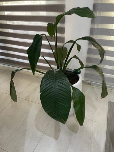 undefined review of Plant Food image 1 out of 3