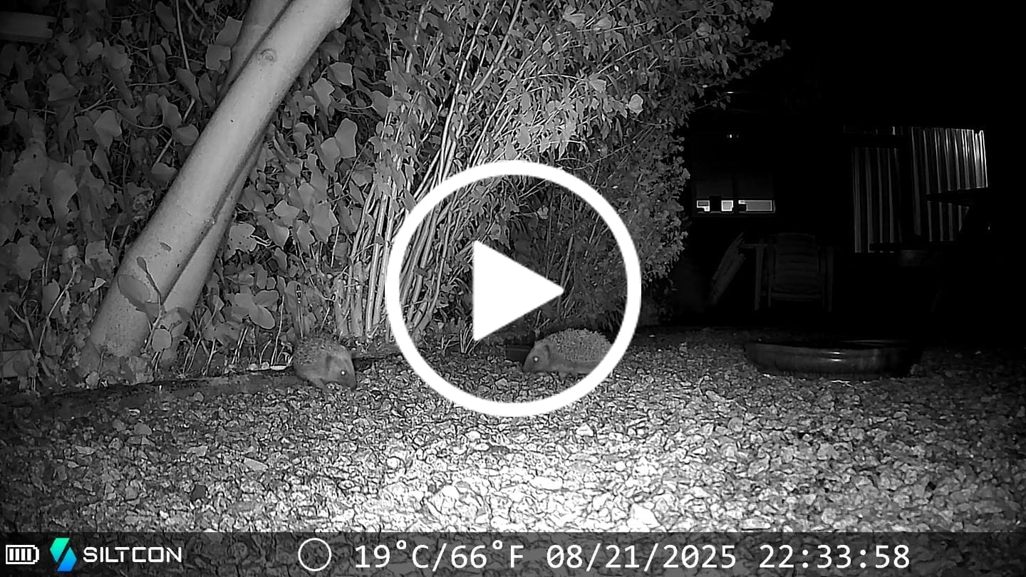Customer video review of Siltcon® Wildcamera Nachtzicht en wifi 4K