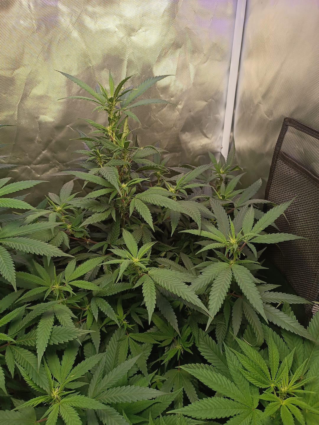 Customer photo review of Hanfstecklinge | Agent Orange
