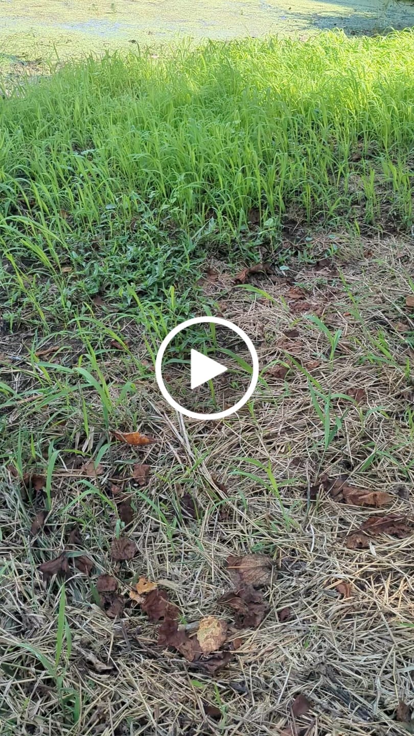 Customer video review of Waterfowl Blend
