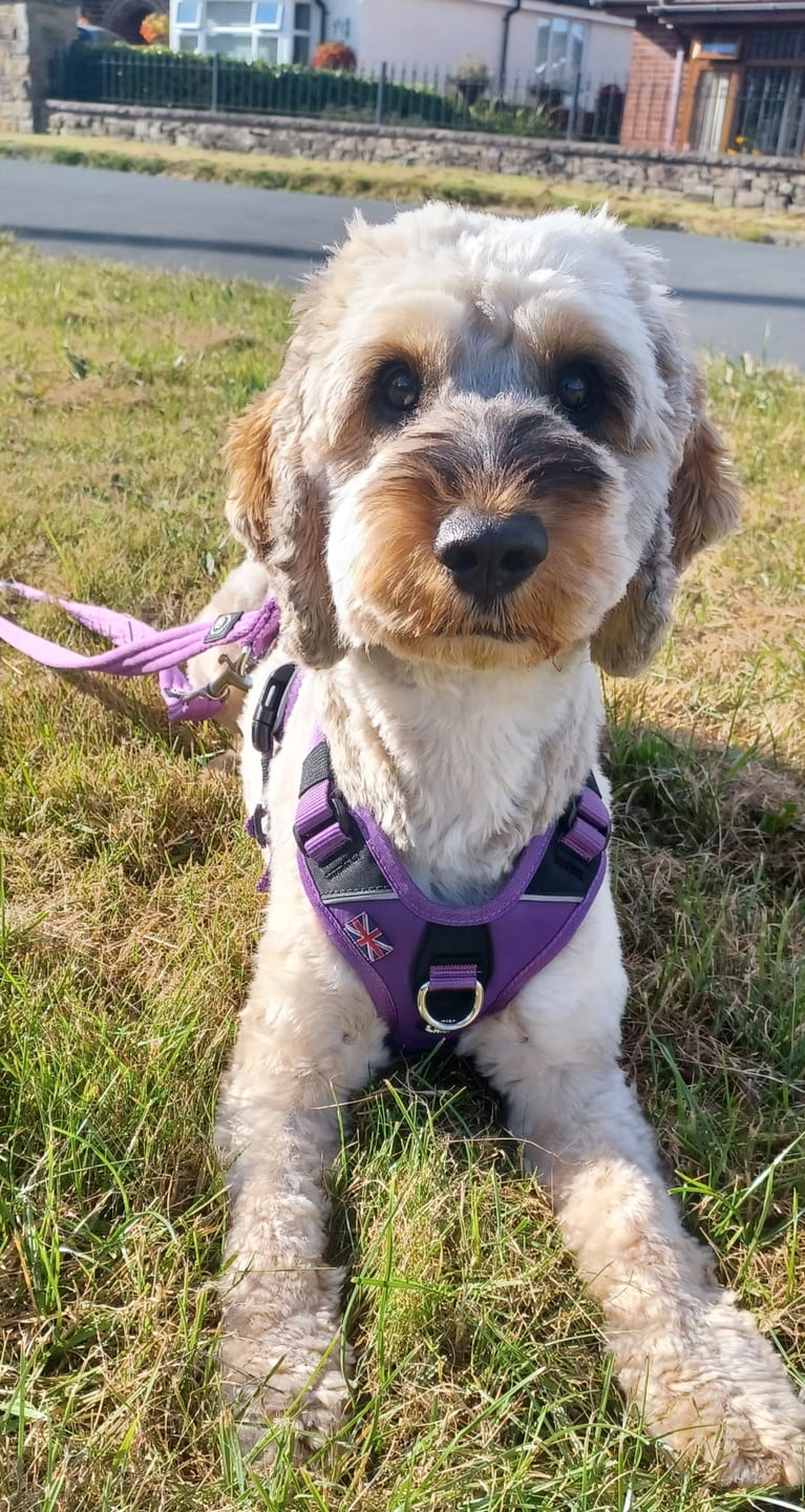 Customer photo review of Anti Pull Hurricane Harness - With Handle - Purple