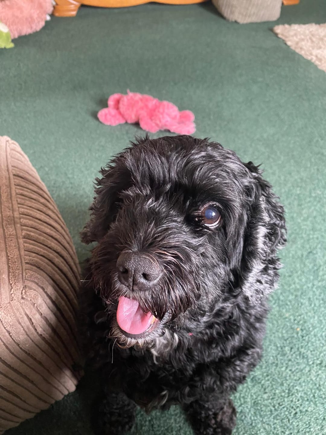 Customer photo review of Total Urinary Care Supplement For Dogs