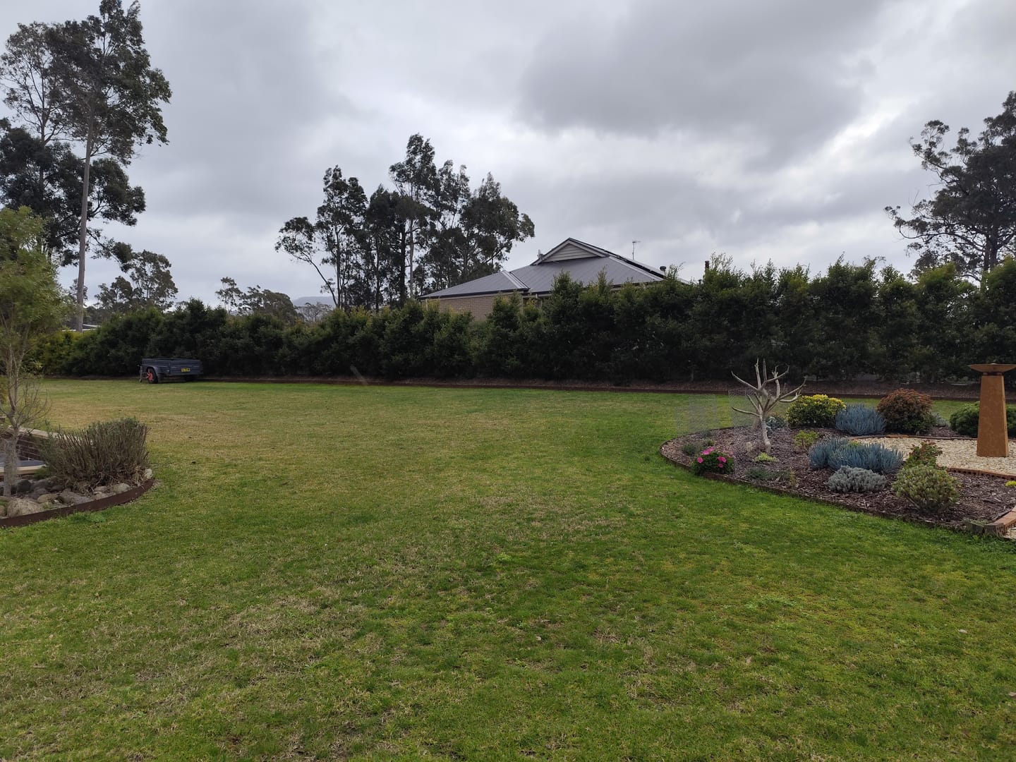Customer photo review of Lilly Pilly Resilience - Syzygium australe 'Resilience'