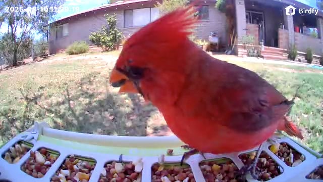 Customer photo review of Birdfy Feeder Metal - Smart Metal Feeder with Camera
