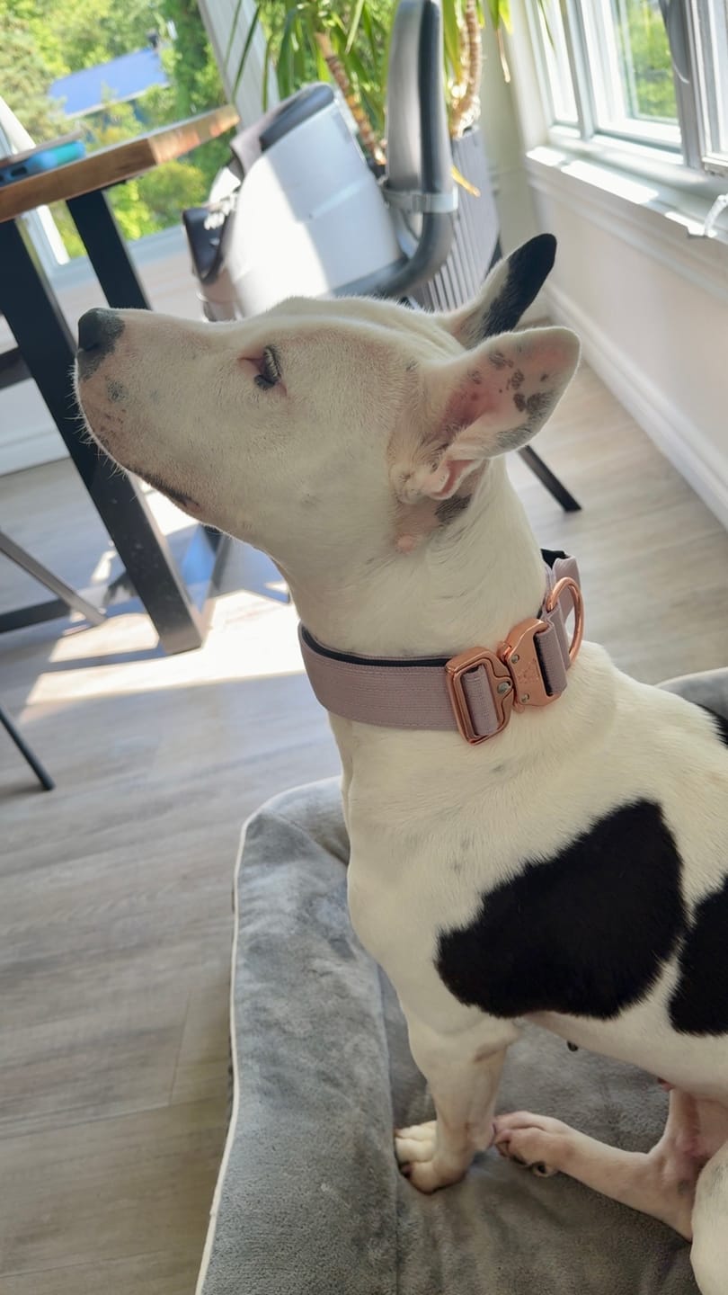 Customer photo review of 1.5" Tacti Dog Collar Slim Luxe - Rose Gold - Sofia