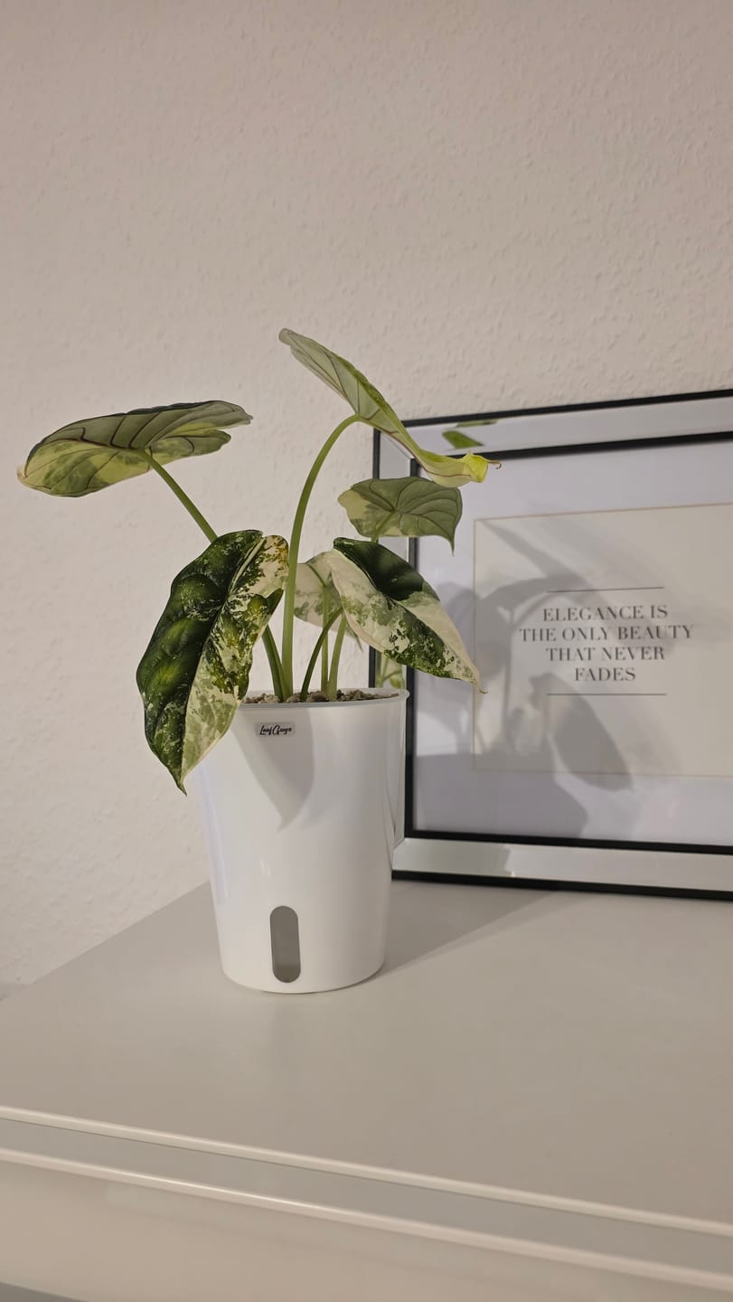 Customer photo review of ALOCASIA DRAGON SCALE VARIEGATA