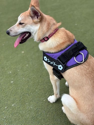 Customer photo review of FunFunPet 高機能ハーネス（お名前タグ作成サービス付き）