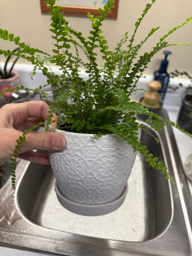 Customer photo review of Houseplant Pest Spray