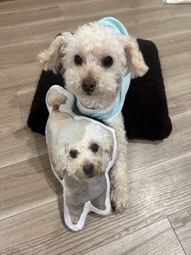 Customer photo review of 本物そっくり♪ペットクッション