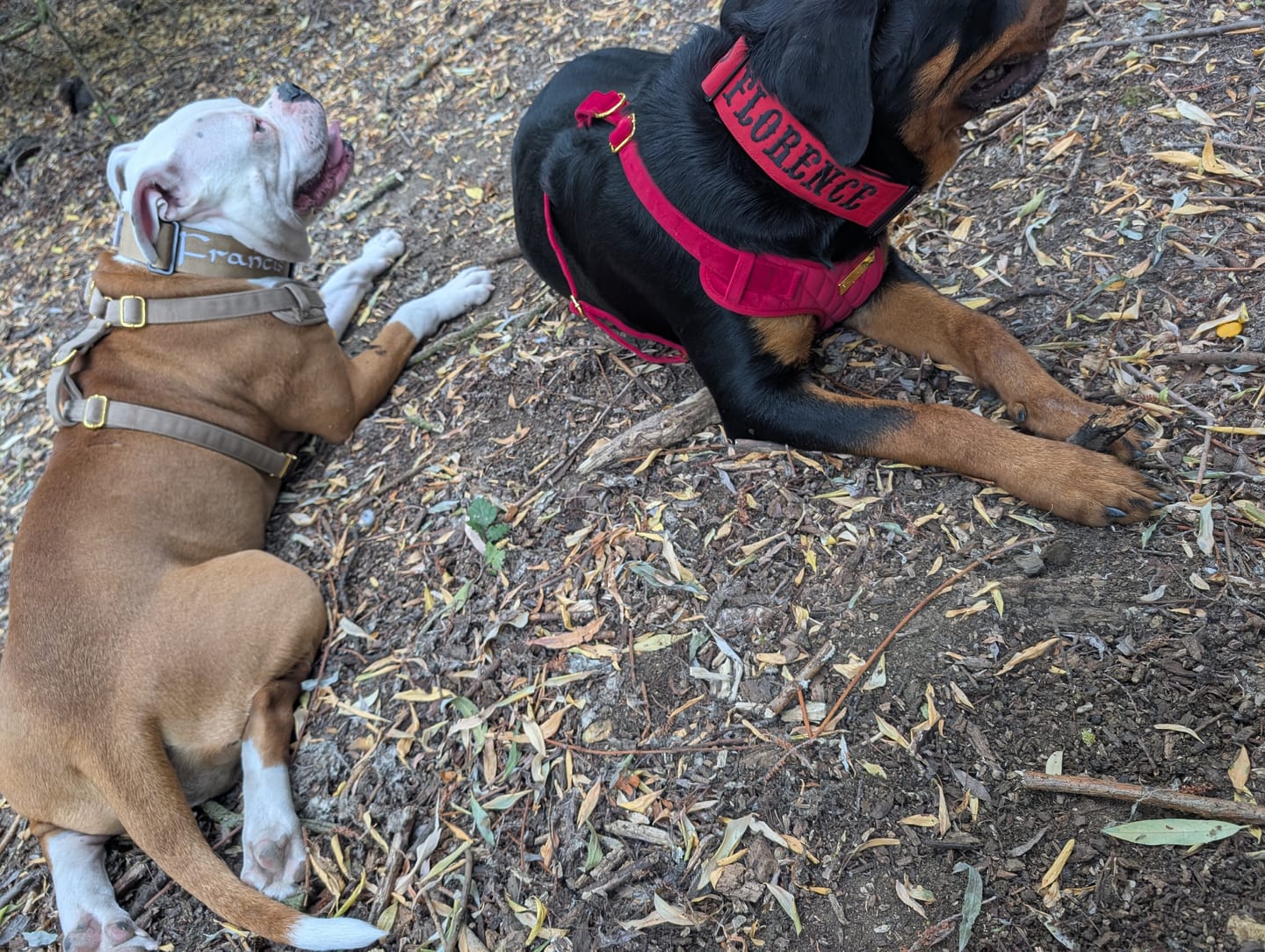 Customer photo review of 5cm Combat® Collar | With Handle & Secure Clip - Red