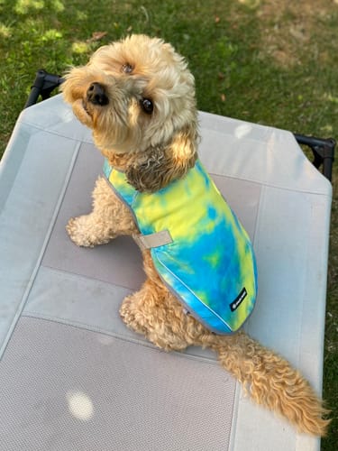 Customer photo review of Dog Cooling Vest - Tropical Storm