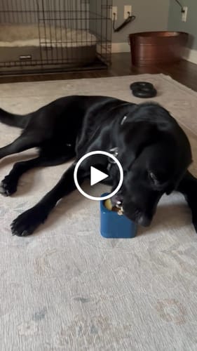 Customer video review of Freezbox - Super Tough Treat Toy