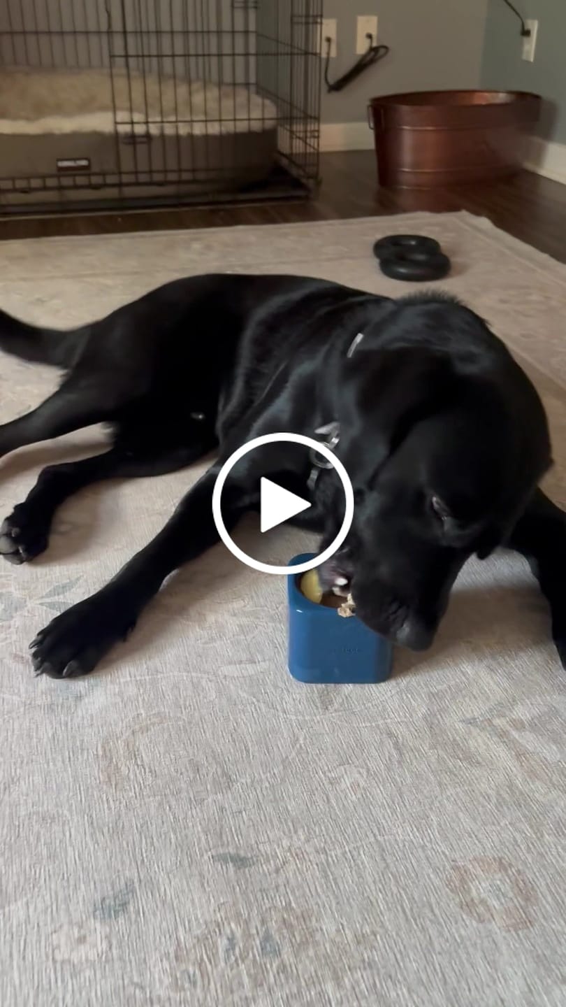 Customer video review of Freezbox - Super Tough Treat Toy