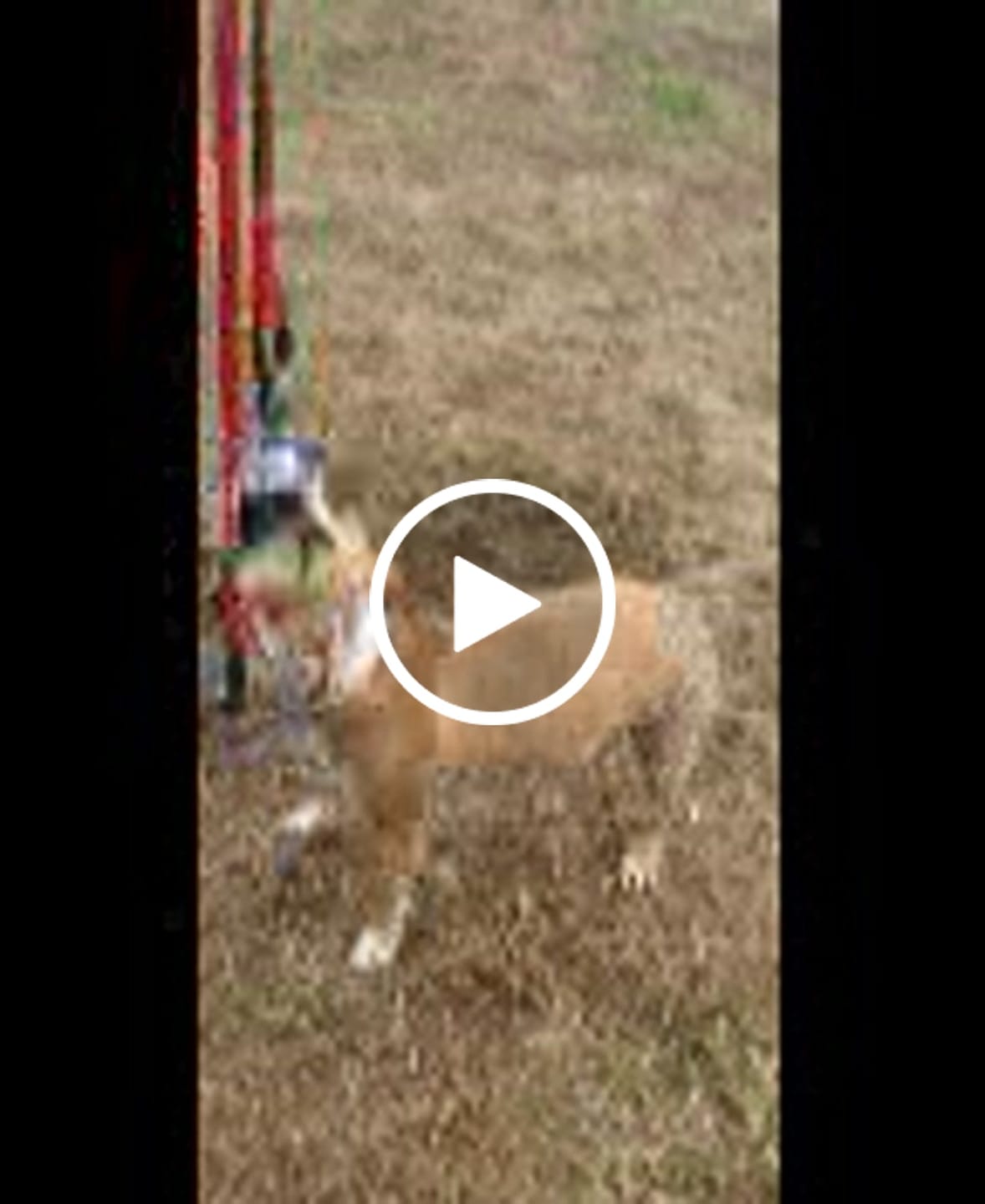 Customer video review of Earthbones Dental Chews For Dogs