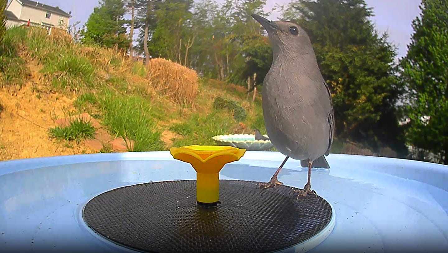Customer photo review of Birdfy Bath Pro - Solar-Powered Smart Birdbath with Fountain