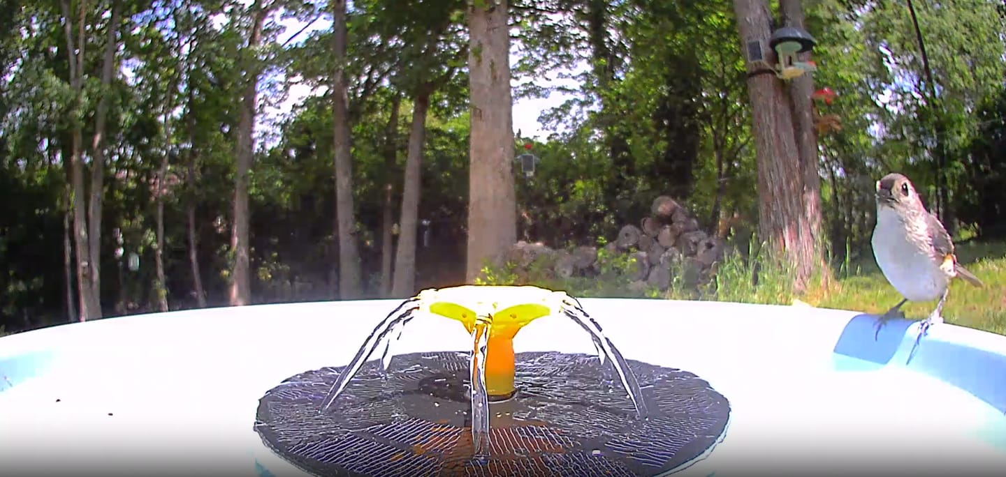 Customer photo review of Birdfy Bath Pro - Solar-Powered Smart Birdbath with Fountain
