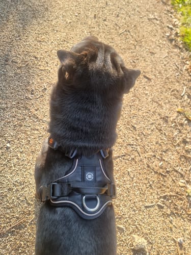 Mickie N. review of Anti Pull Hurricane Harness - With Handle - Black image 1 out of 4