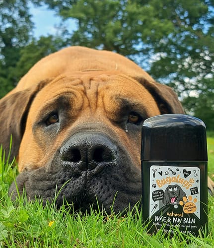 Customer photo review of Oatmeal Nose & Paw Balm Stick for Dogs